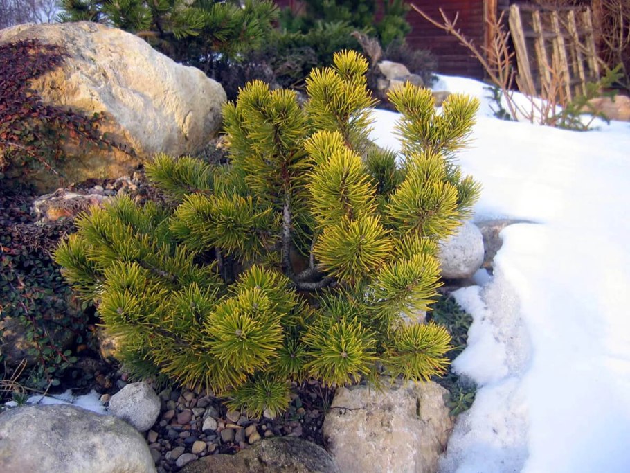 Сосна Горная Винтер Голд. Pinus mugo Winter Gold. С65 70-80 купить