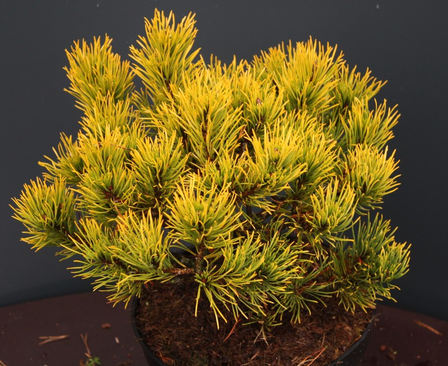 Сосна Горная Карстенс Винтерголд