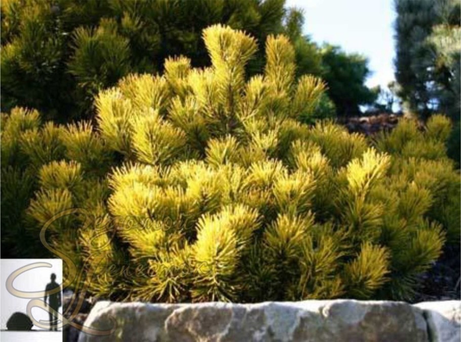 Сосна Карстенс Винтерголд