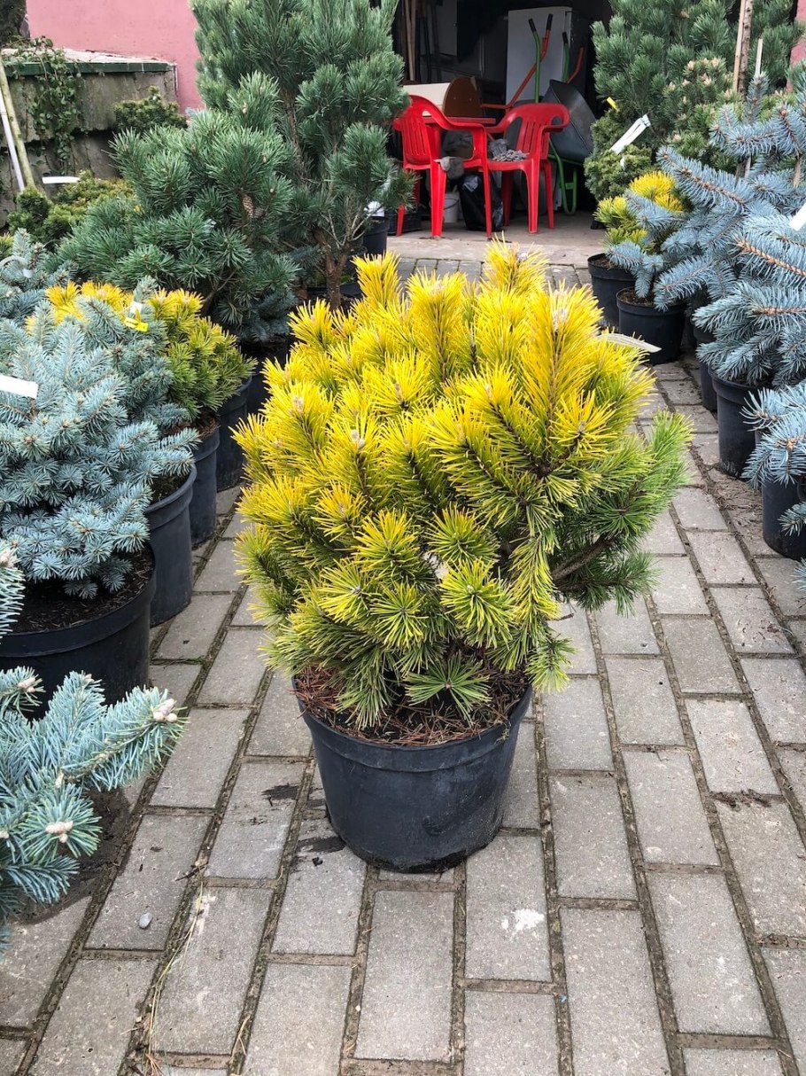 Винтер голд сосна