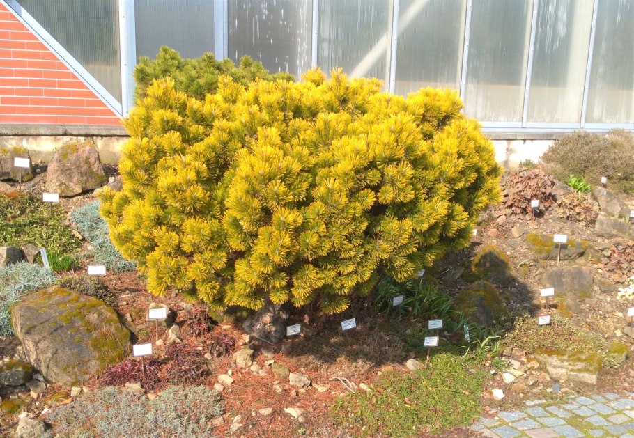 Сосна горная карстенс винтерголд