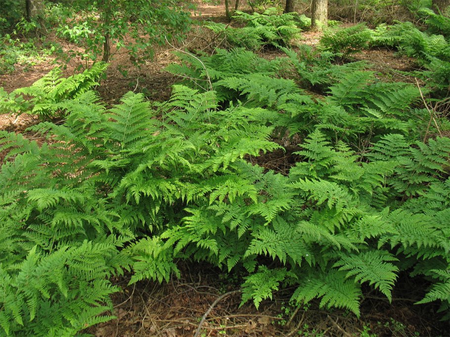 Dryopteris filix-mas(l.) Schott