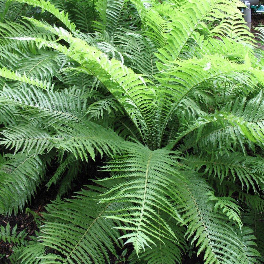 Щитовник мужской dryopteris filix-mas