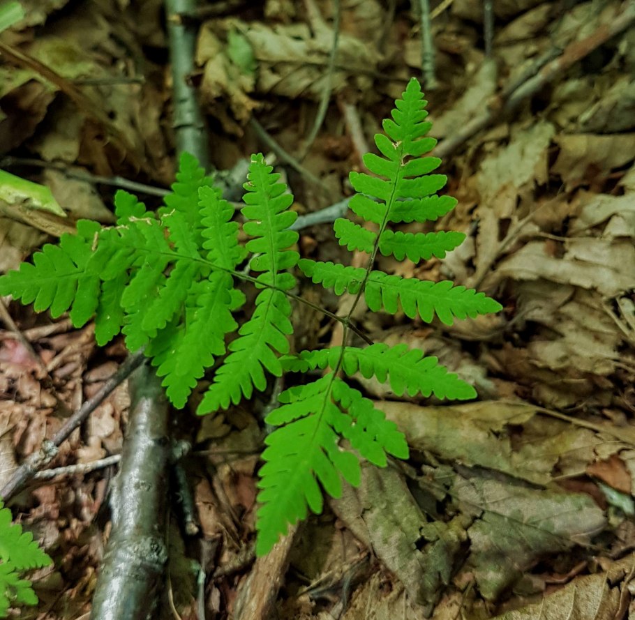 Папоротник dryopteris cordata