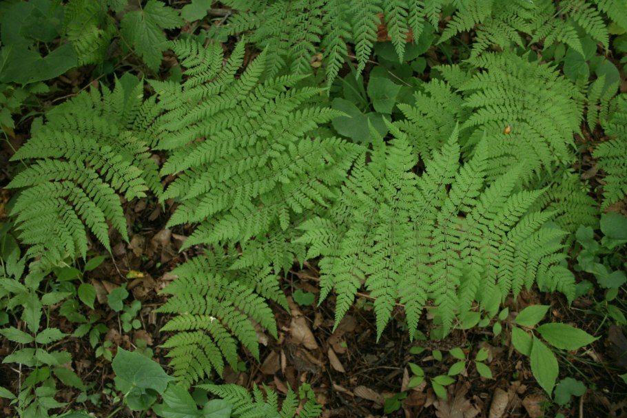 Щитовник мужской dryopteris filix-mas