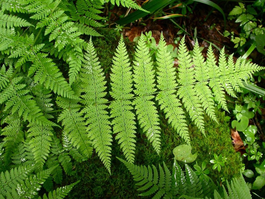 Dryopteris carthusiana