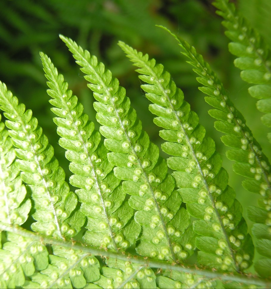 Dryopteris filix-mas(l.) Schott