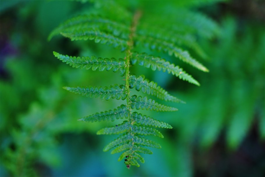 Щитовник(dryopteris) Mexica