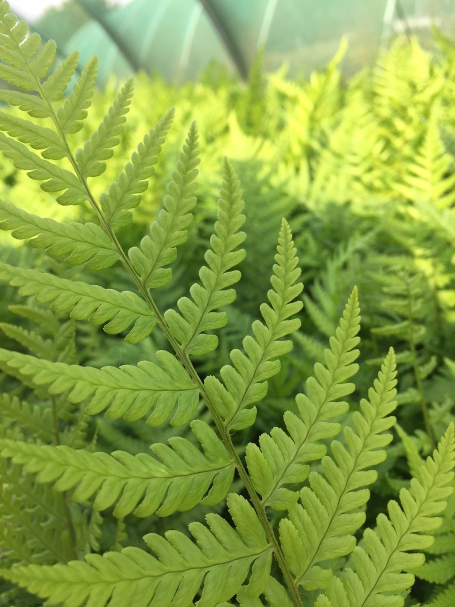 Папоротник (Polypodiophyta)