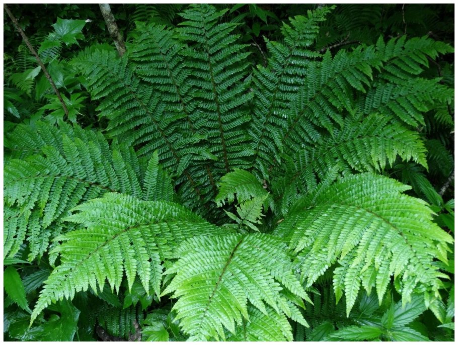 Dryopteris carthusiana Dryopteridaceae