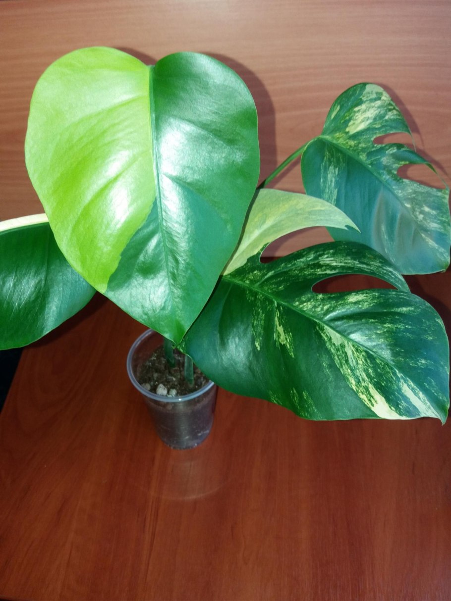 Монстера Pertusa Yellow Splash