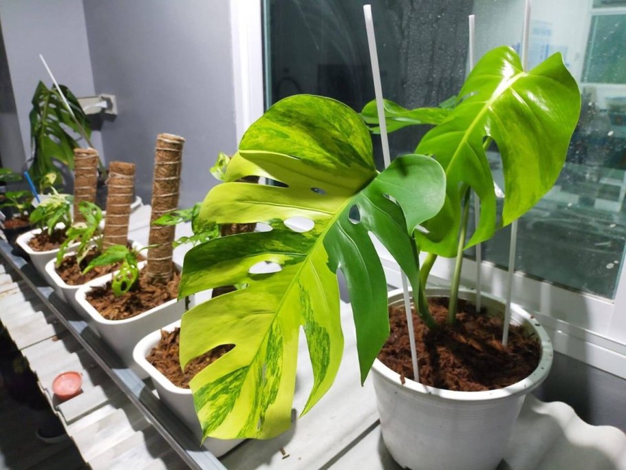 Монстера Делициоза Вариегата