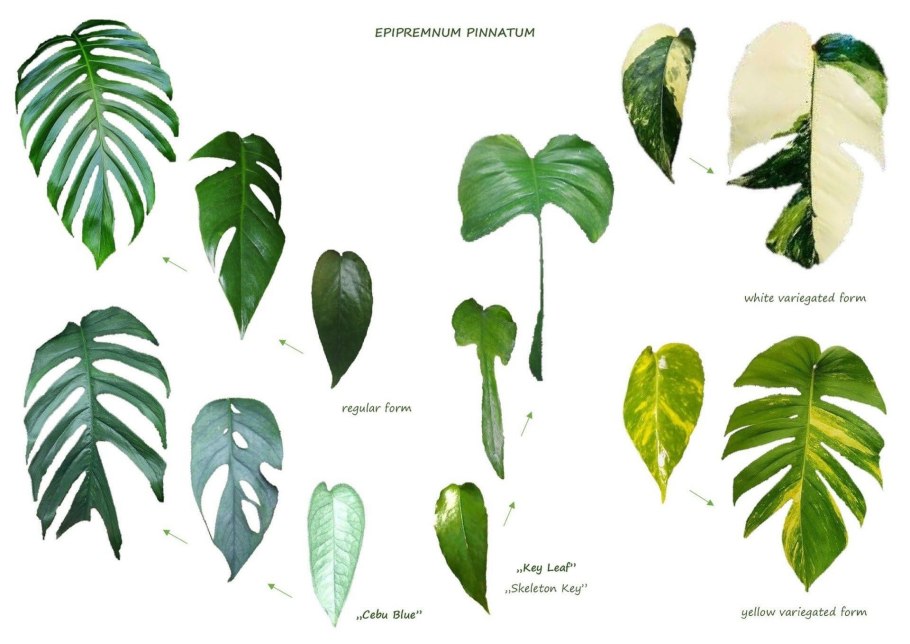 Филодендрон пин Тонг вариегатный