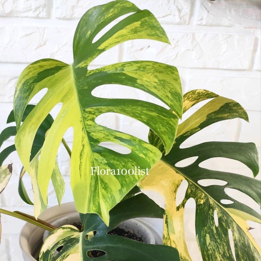 Монстера желтая вариегатная
