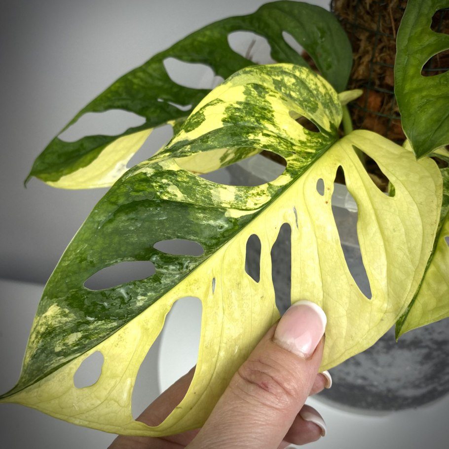 Монстера Адансона Monstera adansonii