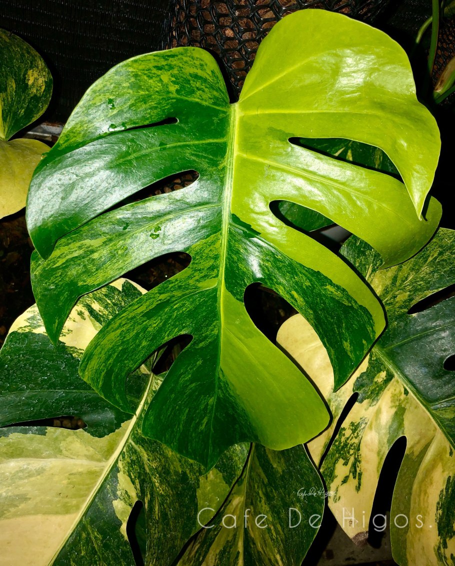 Monstera SP undetermined variegated