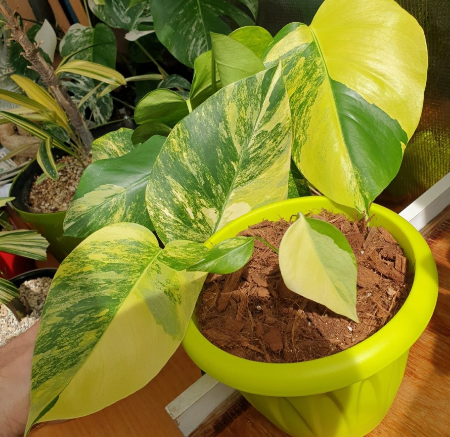 У монстеры желтеют листья полностью