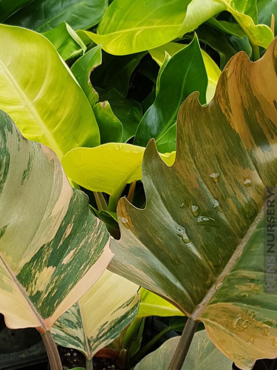 Филодендрон Кобра вариегатная