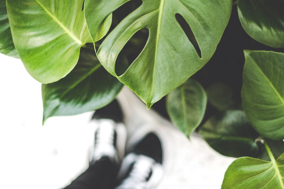 Монстера Аурея Мармората