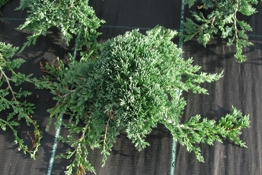 Можжевельник Жаде Ривер