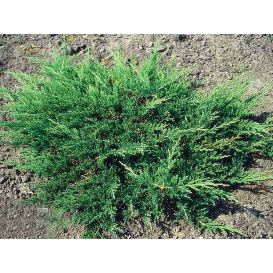Juniperus horizontalis Джейд Ривер