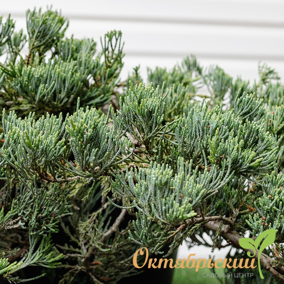 Можжевельник горизонтальный Аргента