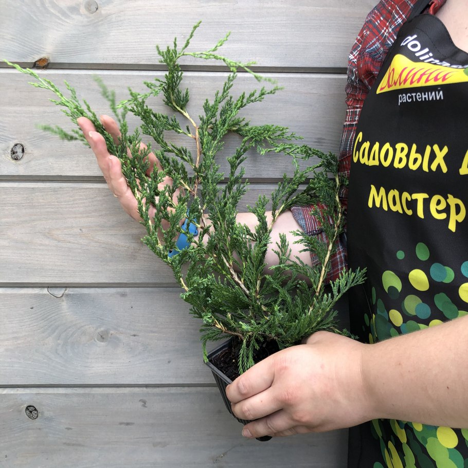 Можжевельник горизонтальный Жаде Ривер