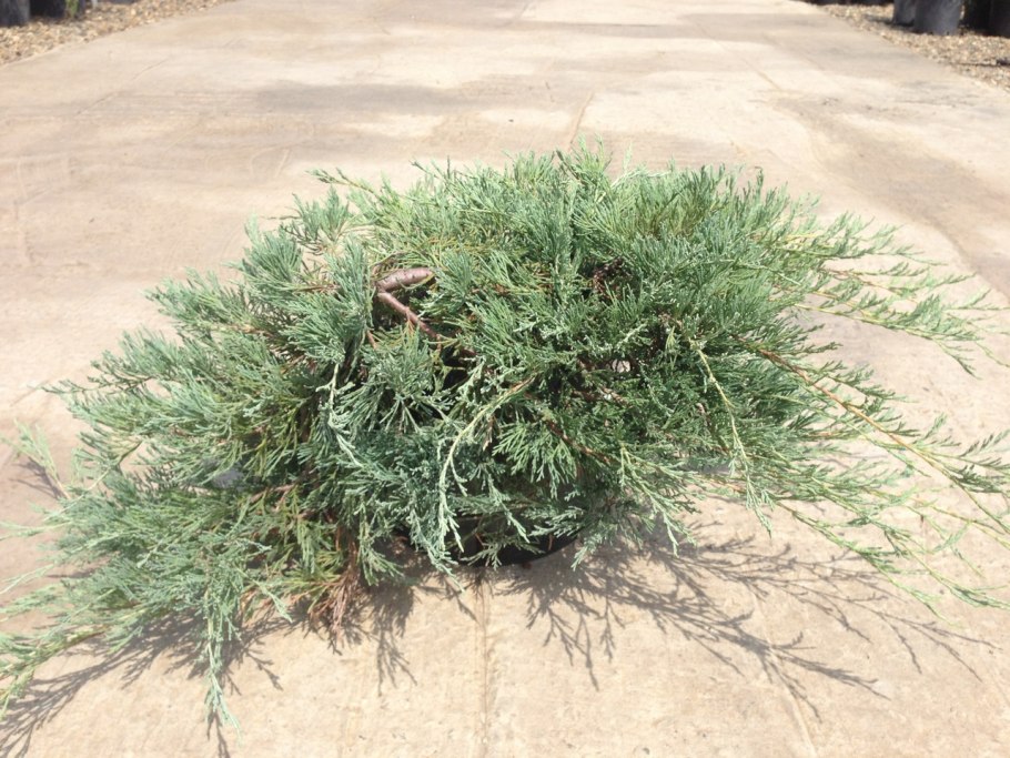 Можжевельник принц Уэльский Блю чип