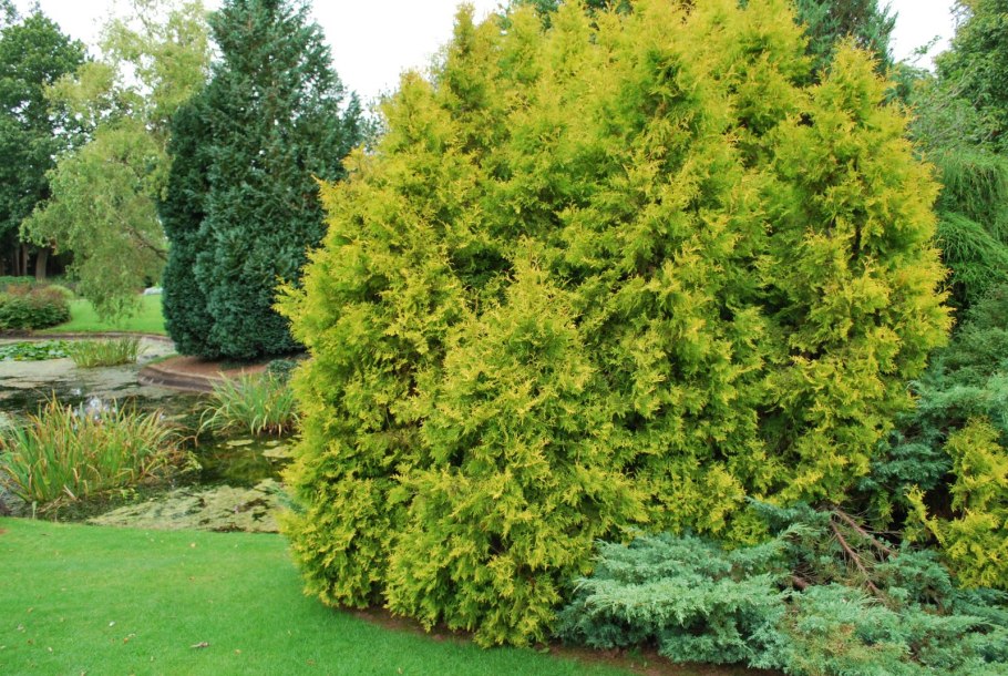 Можжевельник Andorra compacta