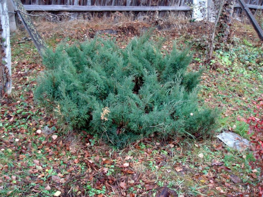 Можжевельник горизонтальный Прострата