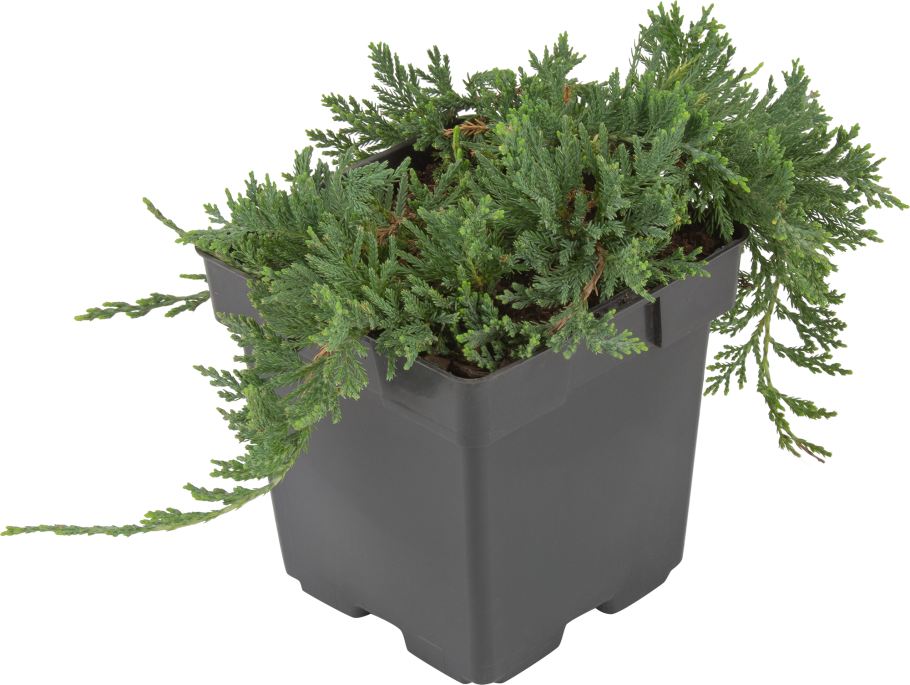 Можжевельник Пфитцериана Mint Julep