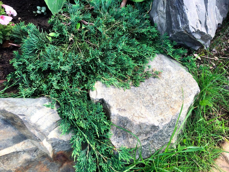 Можжевельник Жаде Ривер