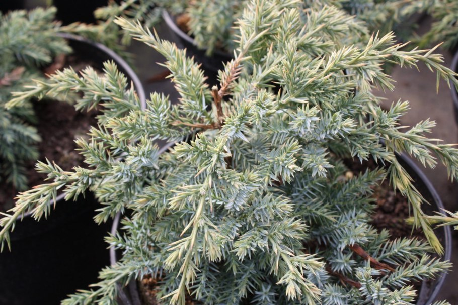 Можжевельник горизонтальный Юкон Бель