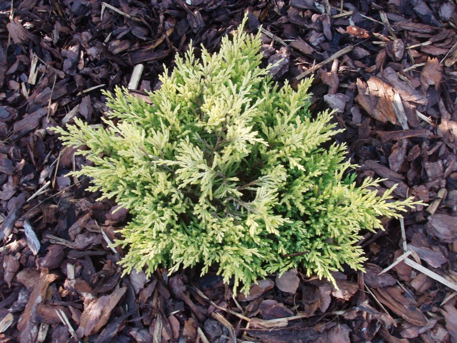 Можжевельник Экспанса Вариегата