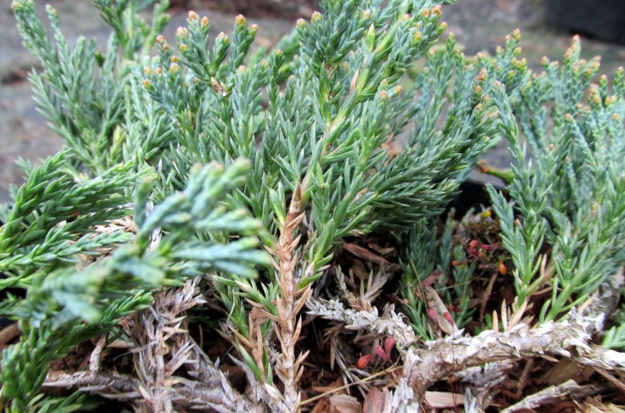Juniperus horizontalis Jade River