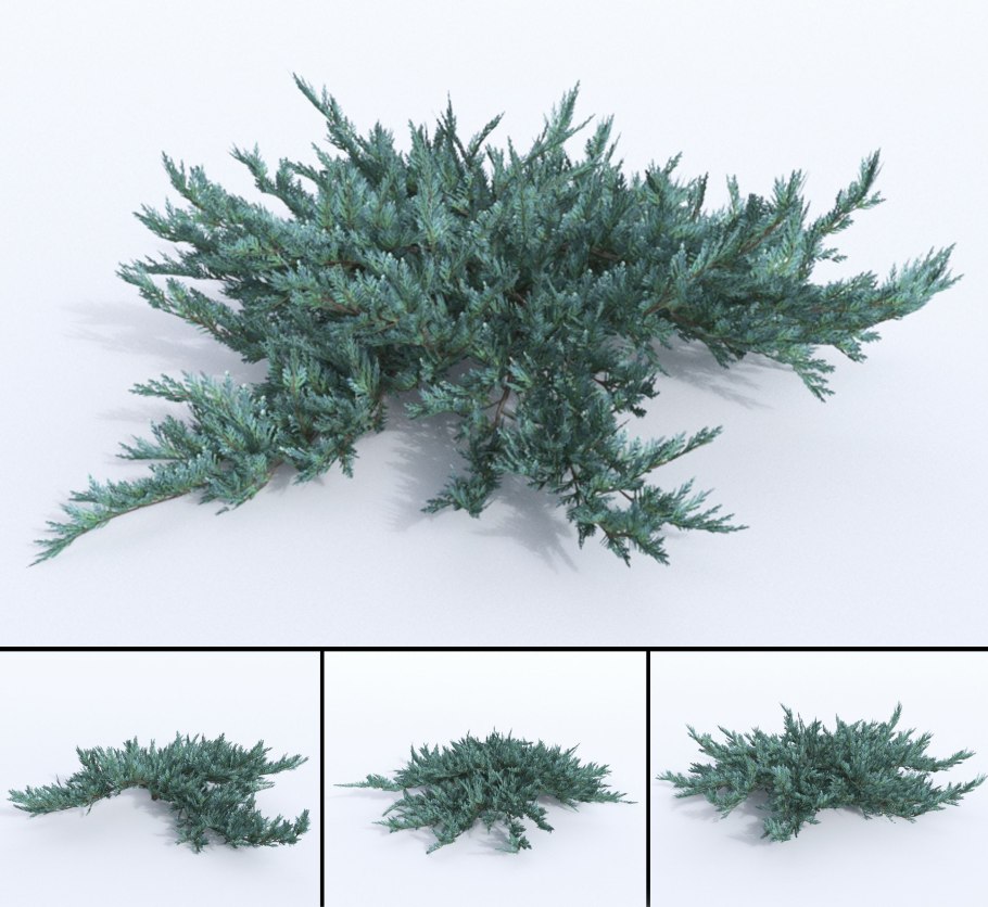 Juniperus horizontalis prostrata