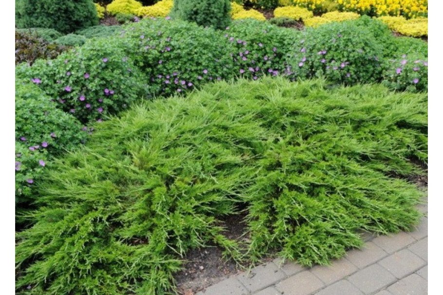 Можжевельник виргинский Хетц