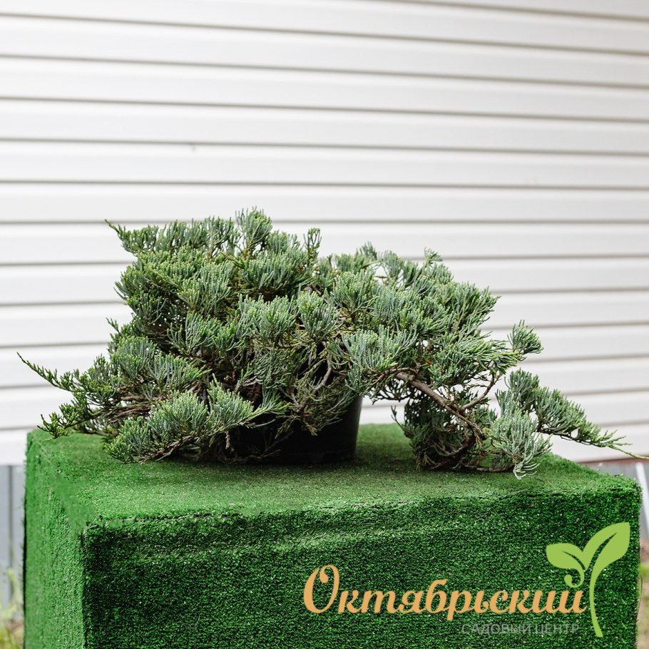 Можжевельник Вилтони