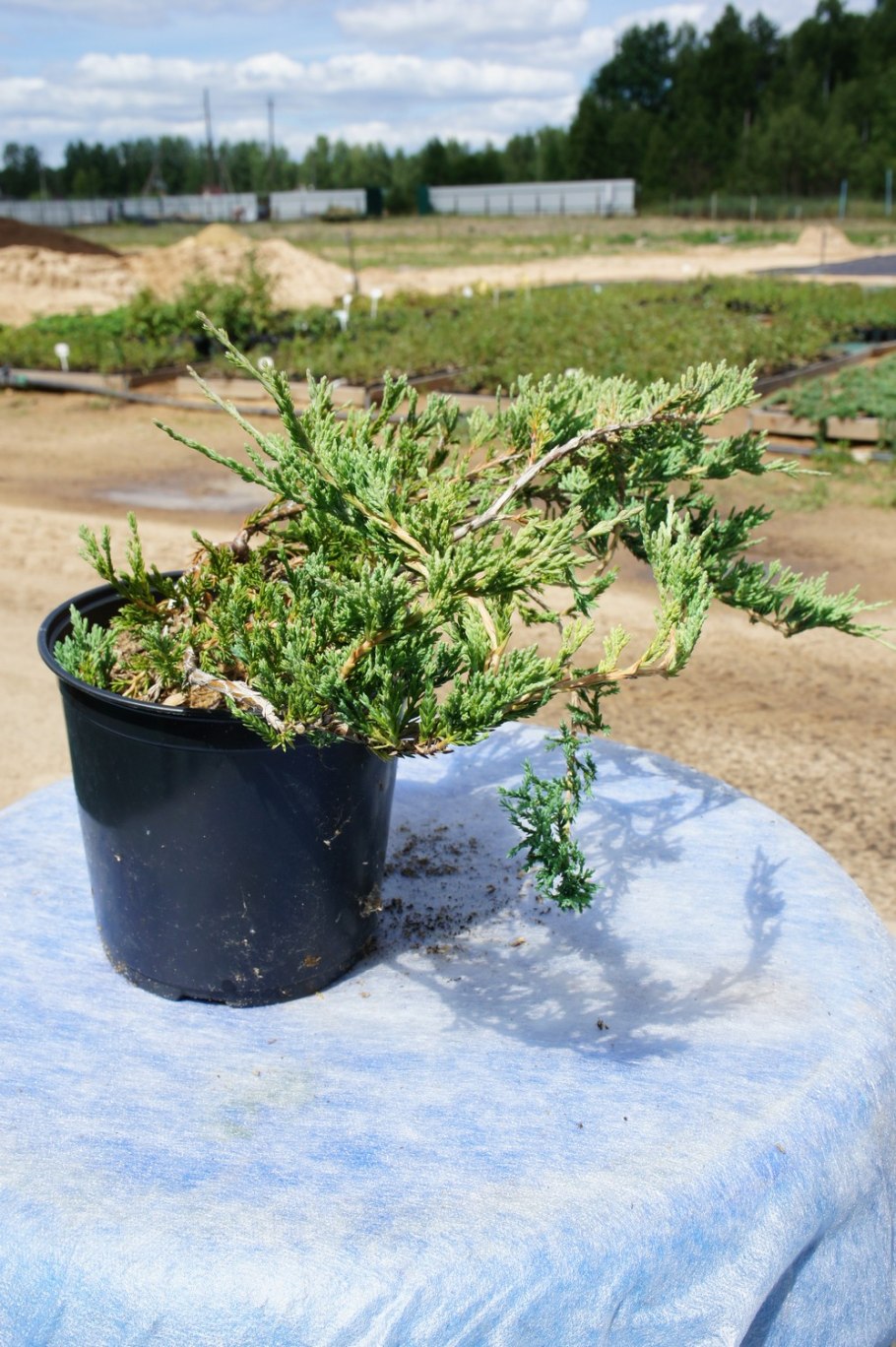 Можжевельник Горизонт Глаука