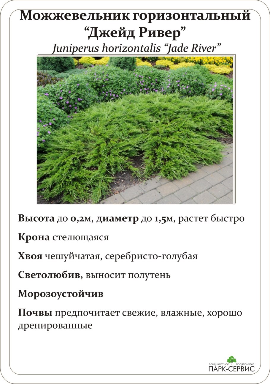 Можжевельник гор принц оф Уэллс