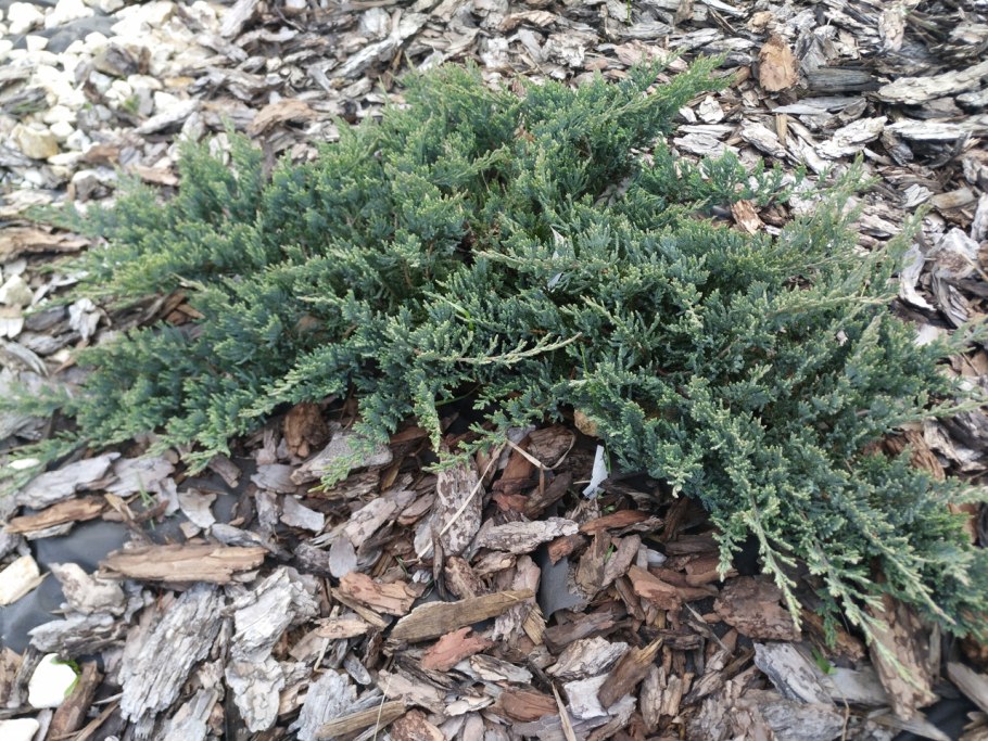 Можжевельник горизонтальный Джейд