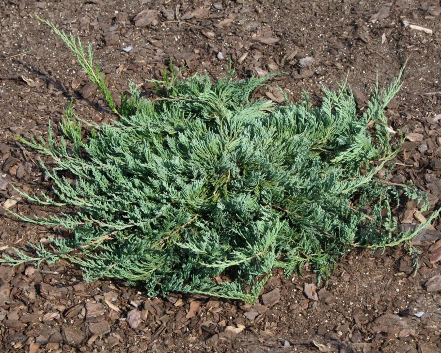 Можжевельник горизонтальный Жаде Ривер