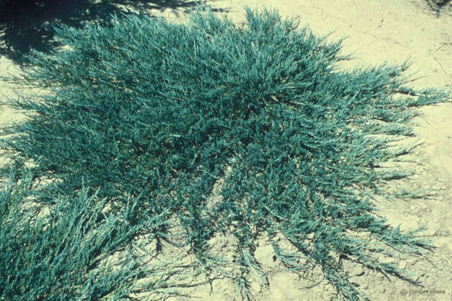 Пестрый можжевельник 'Holger'