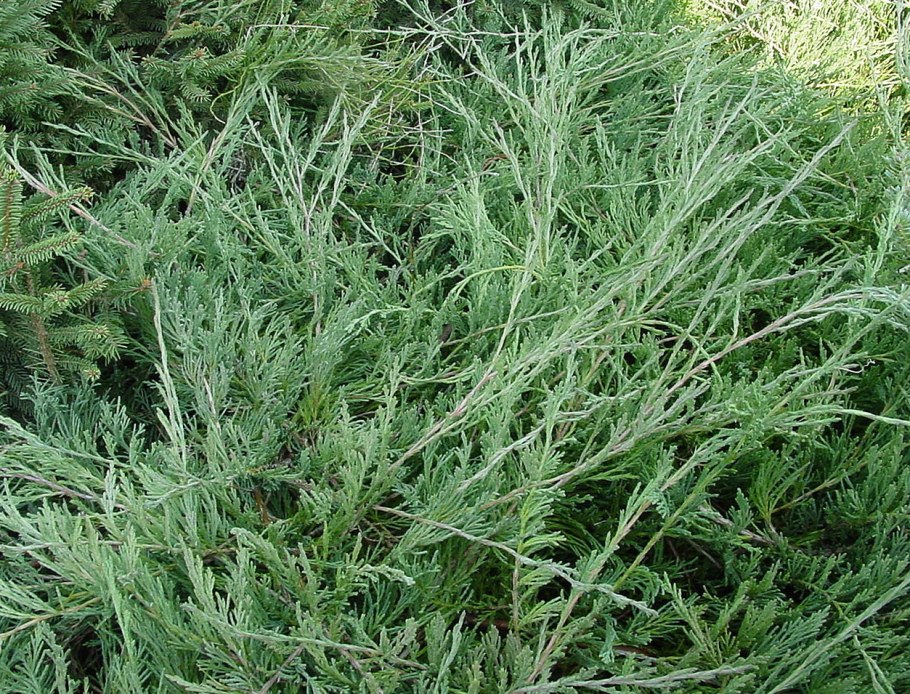 Можжевельник Айси Блю