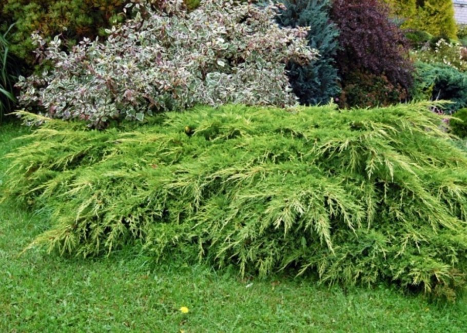 Туя Западная Санкист