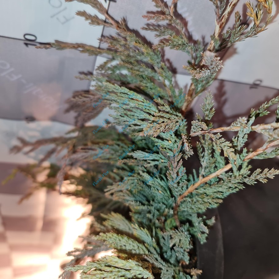Juniperus horizontalis Джейд Ривер