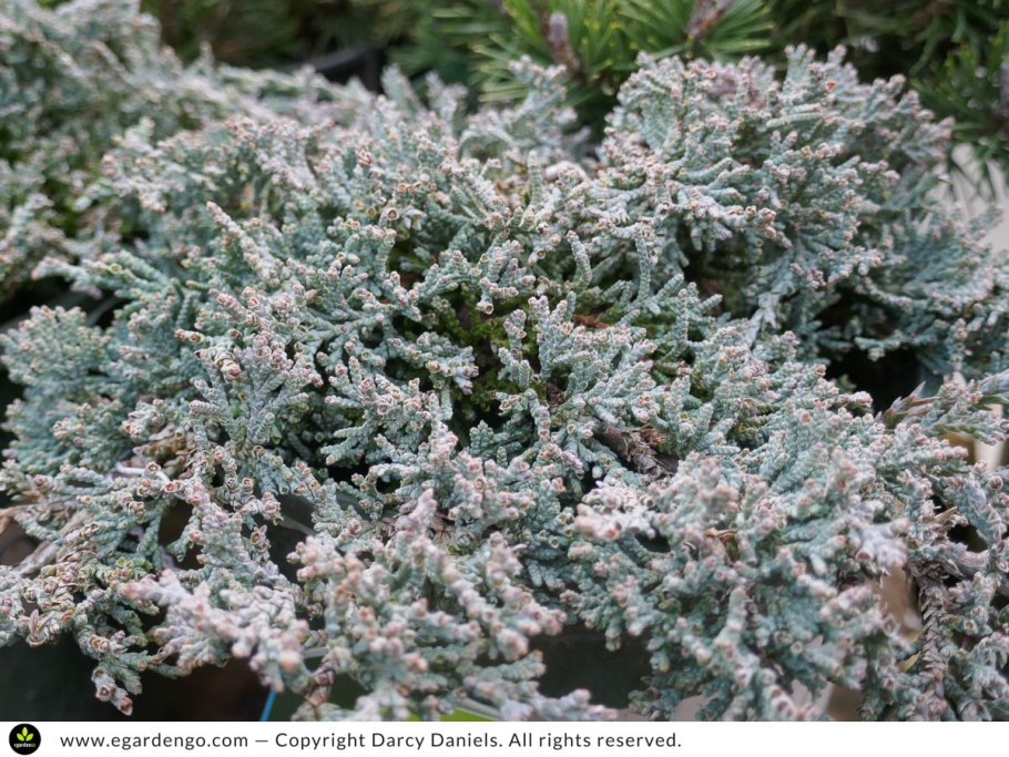 Можжевельник Вилтони куст