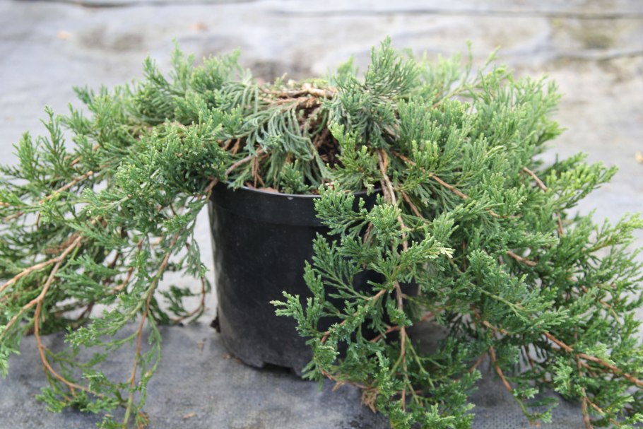 Можжевельник horizontalis Icee Blue