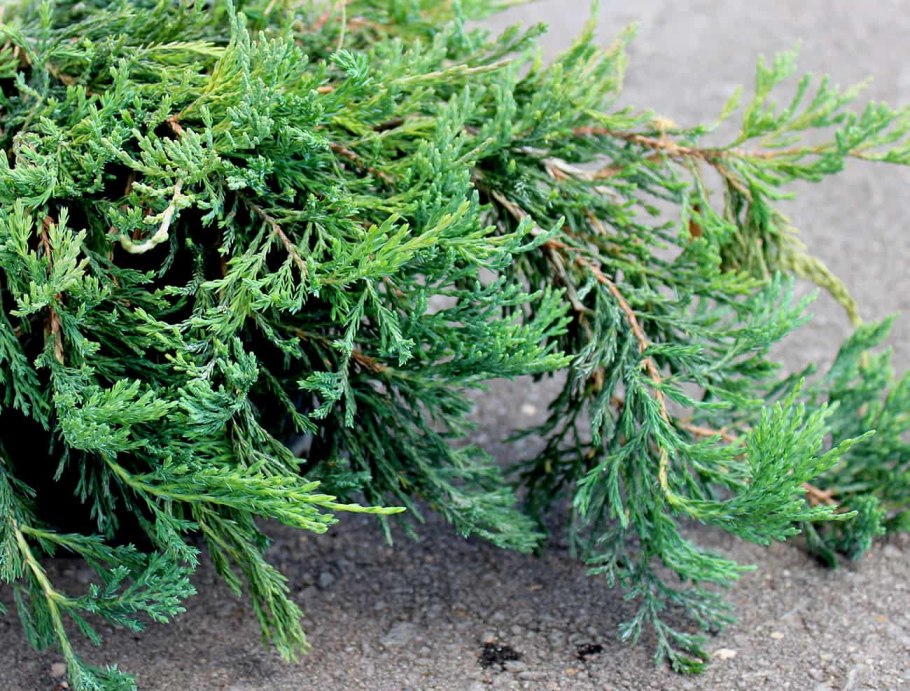 Можжевельник горизонтальный Жаде Ривер