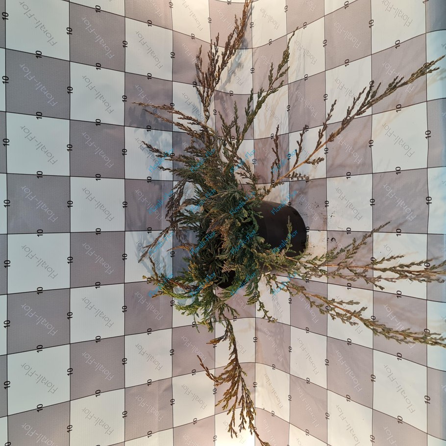 Можжевельник чешуйчатый Блю свид